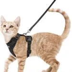 cat harness amazon top and best sellers pet supplies
