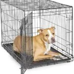 amazon best seller dog crate on affiliatedlinking.com pet supplies