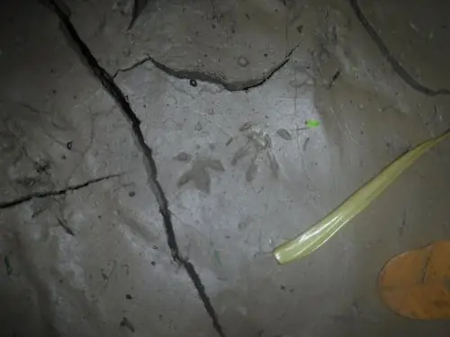 Step into a world where bold design meets functionality, as we uncover a treasure trove of Unique Amazon Finds