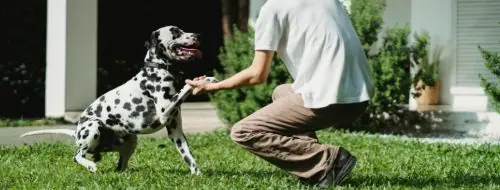 Temu USA Pet Supplies Discover a selection of top-notch pet options