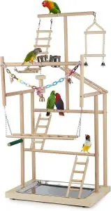 Parrots Bird Playground